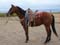 Jerry Grimes Gelding